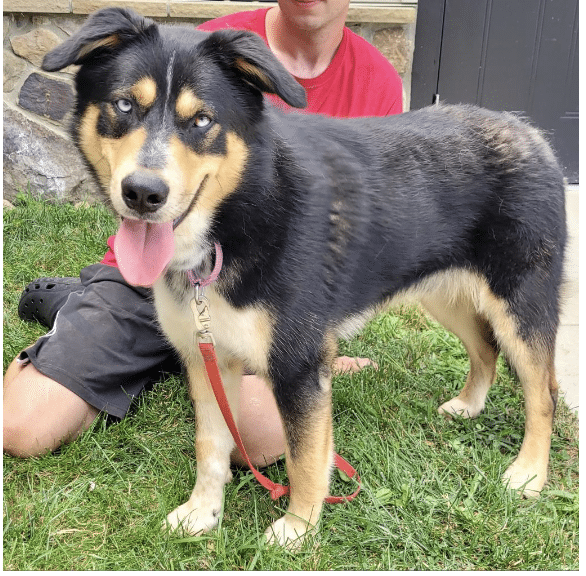 Beau, a brown, black and white mixed breed available for adoption at Middleburg Humane Foundation in Marshall, VA